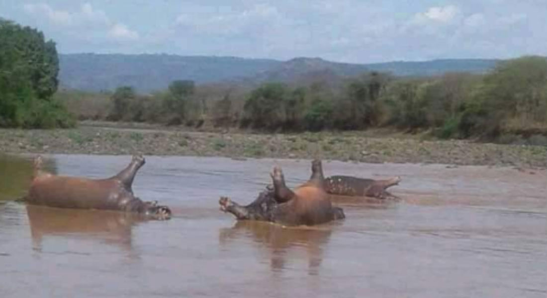 Encuentran 28 hipopótamos muertos en Parque Nacional y “no hay explicación”