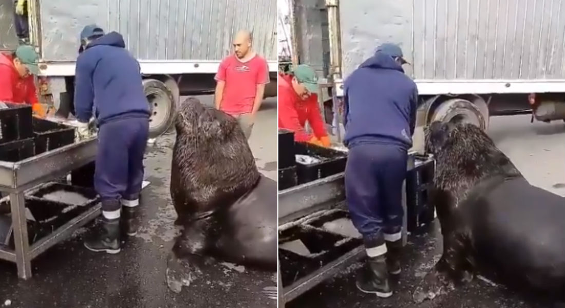 VIDEO: Lobo marino implora por comida a pescadores y ellos reaccionan así