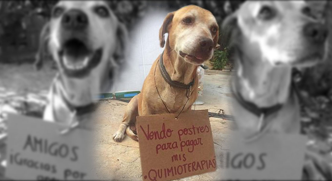Deko, el perrito que vende postres para pagar sus quimioterapias