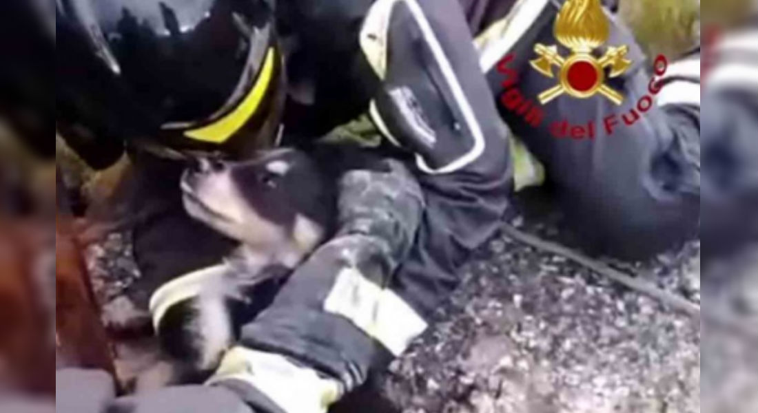 VIDEO: El impactante rescate de un perrito atrapado en un pozo