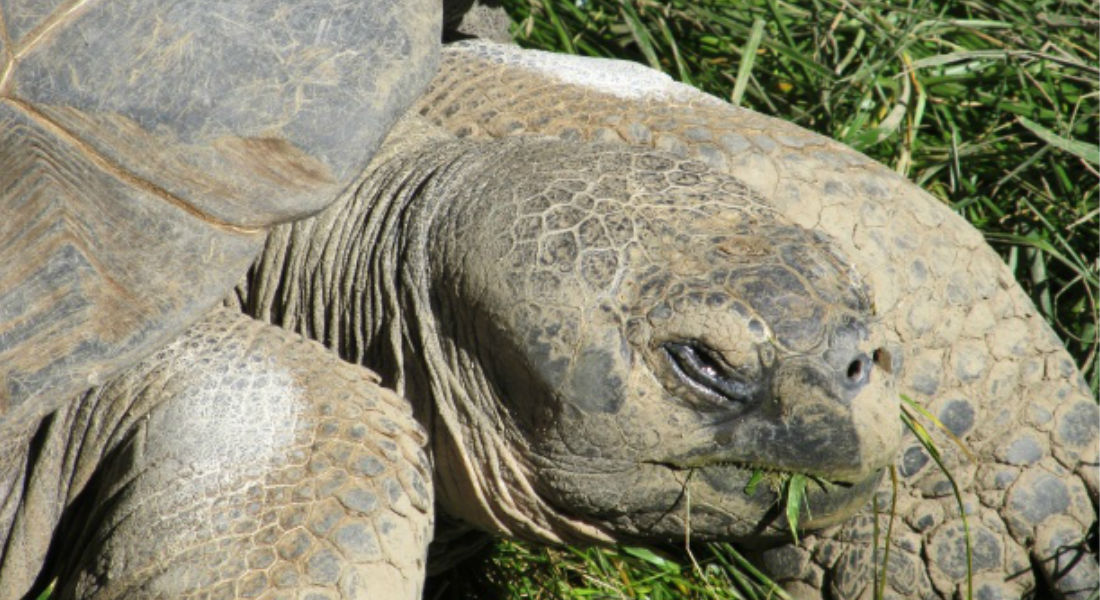 Quedan tres tortugas Yangtsé en el mundo, según zoológico de Suzhou