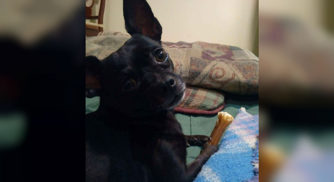 Perro Chihuahua gana 100 mil dólares y asaltantes ponen en peligro a los dueños
