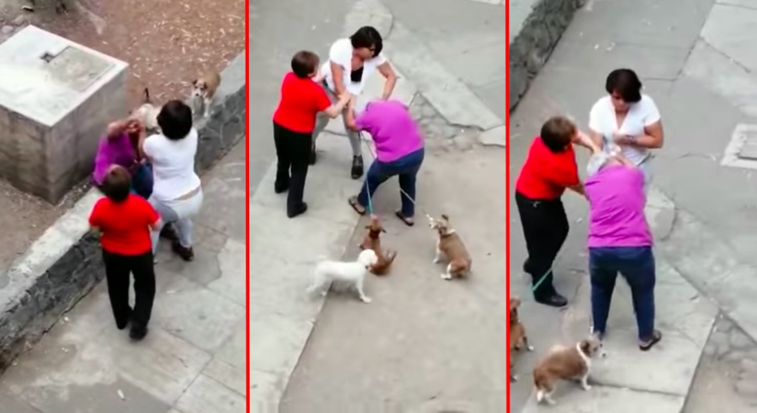 VIDEO: ¡Indignante! Adolescente agrede a abuela que defendió a su perro