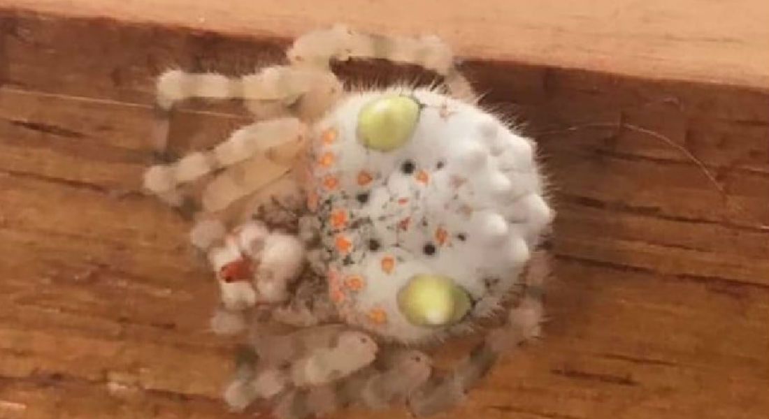 ¡De terror! Descubren araña con forma de sushi que atemoriza Australia