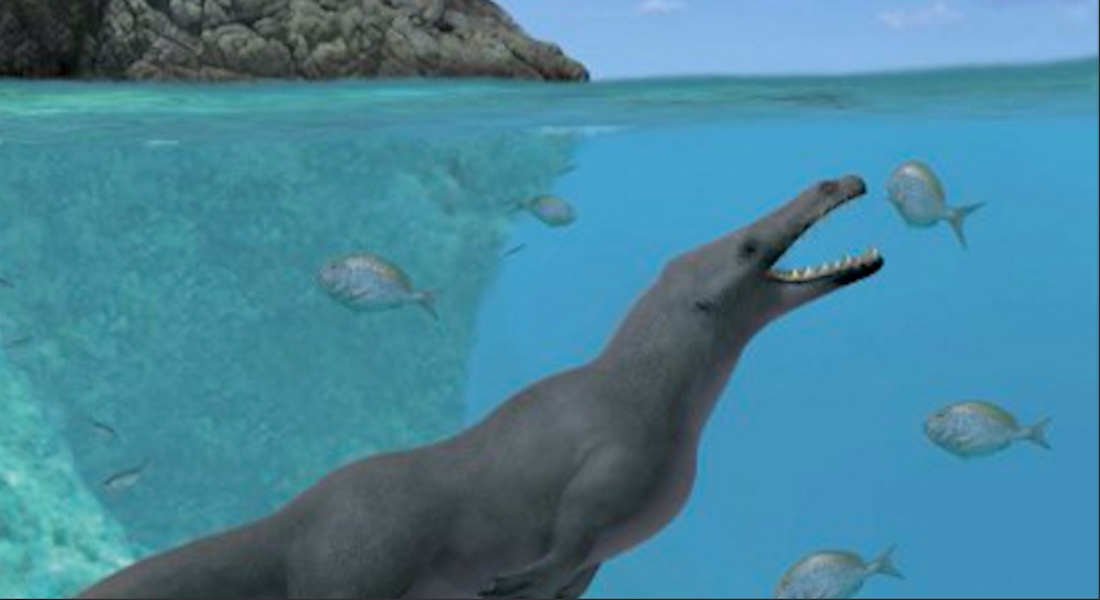 Descubren una ballena cuadrúpeda de 42.6 millones de años en Perú
