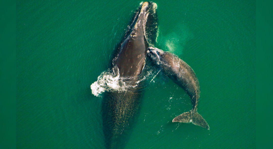 VIDEO: Encuentran restos de ballena embarazada con plástico en el estómago