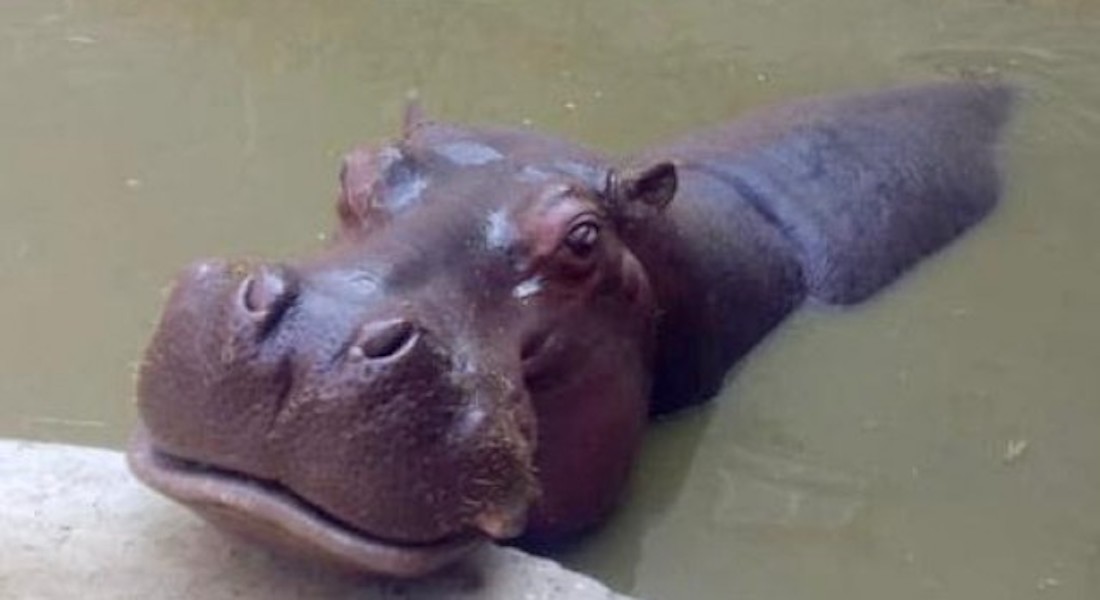 Muere Bianca, la hipopótamo de 43 años de San Juan de Aragón