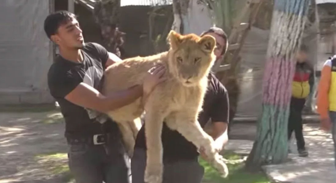 VIDEO: Zoológico amputa garras a leona para que los visitantes se tomen fotos