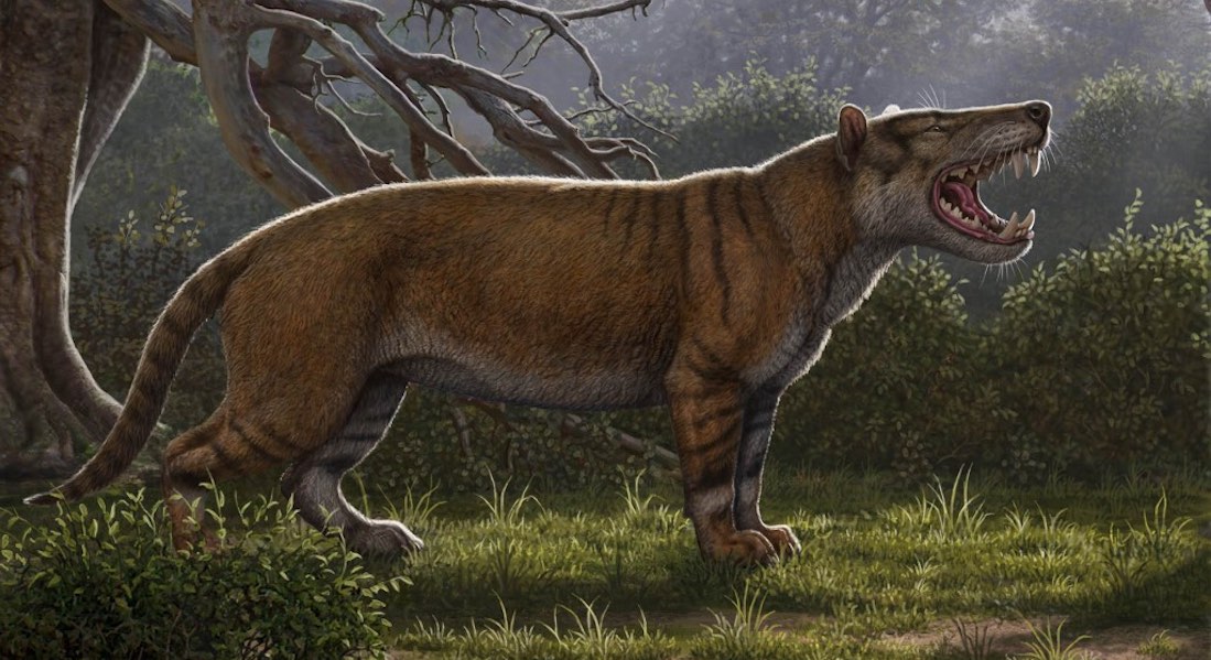Descubren restos de uno de los mayores mamíferos de la Tierra