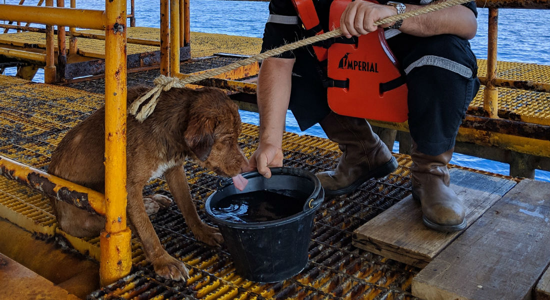 Rescatan a perrito que nadó 220 kilómetros en mar abierto