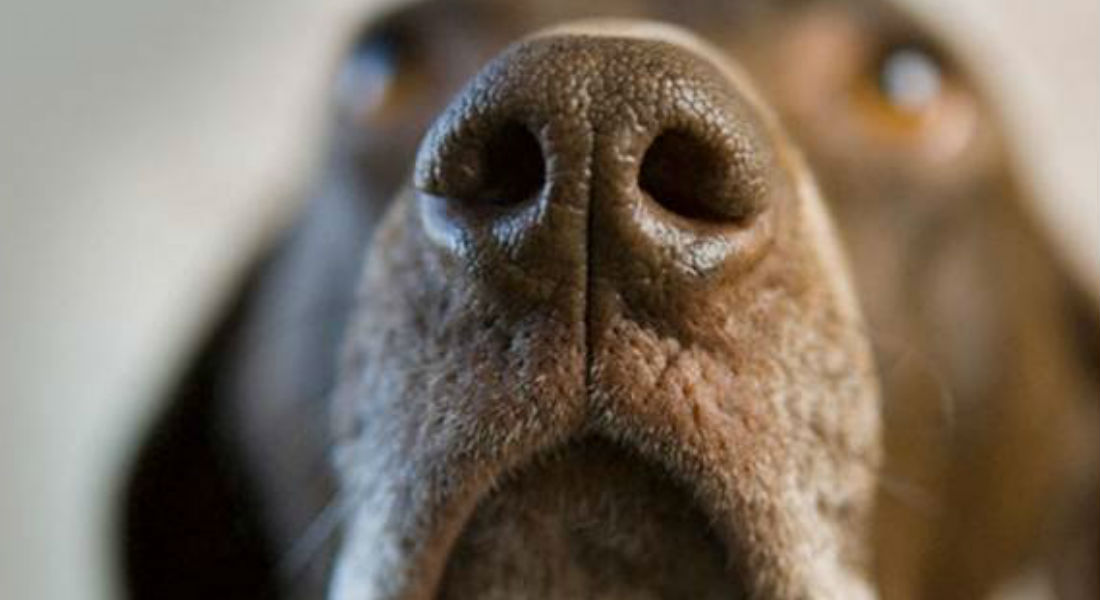 ¿Pueden los perros transmitir el virus de influenza a humanos?
