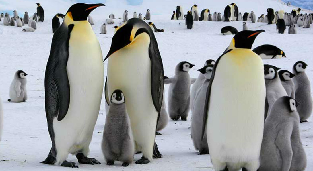 Cambio climático cobra la vida de casi todas las crías de pingüino emperador