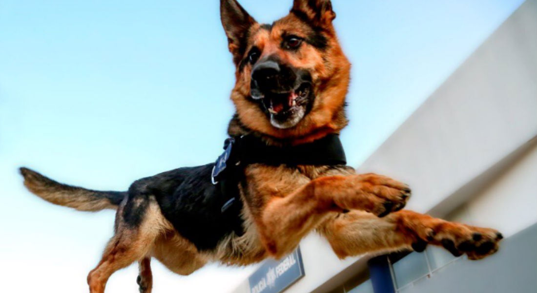 Así entrenan los héroes de 4 patas en Unidad Canina de la Policía Federal