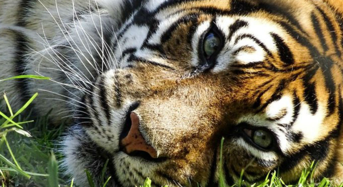 Muere tigre de bengala en Zoológico de Aragón; cero y van dos