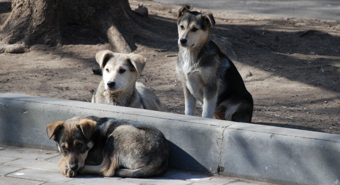 Diputada de Morena quiere «eliminar» a los perros callejeros