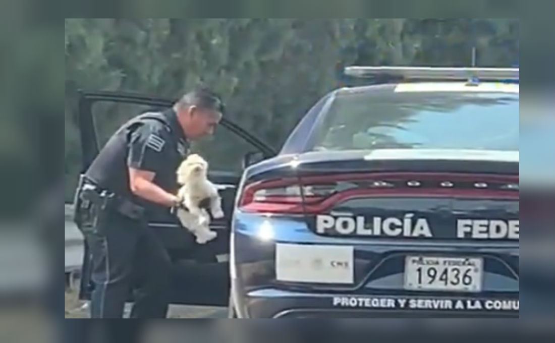 VIDEO: Policía rescata a un cachorro y se hace viral