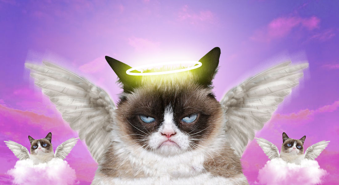 Grumpy Cat, el gato más famoso de internet ha muerto