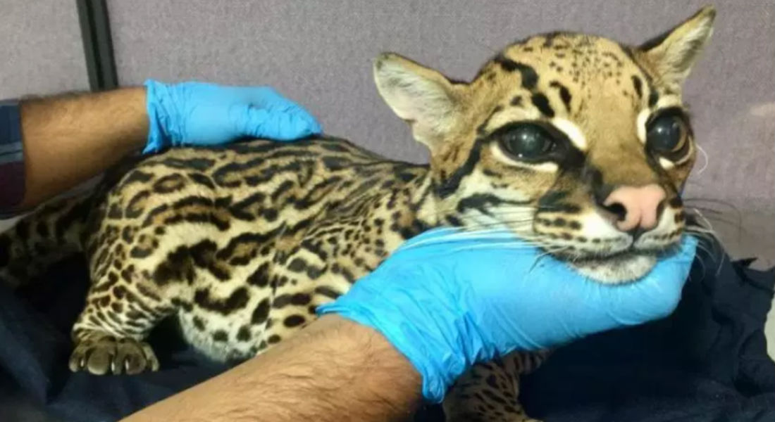 Cortan los colmillos de un leopardo bebé para domesticarlo