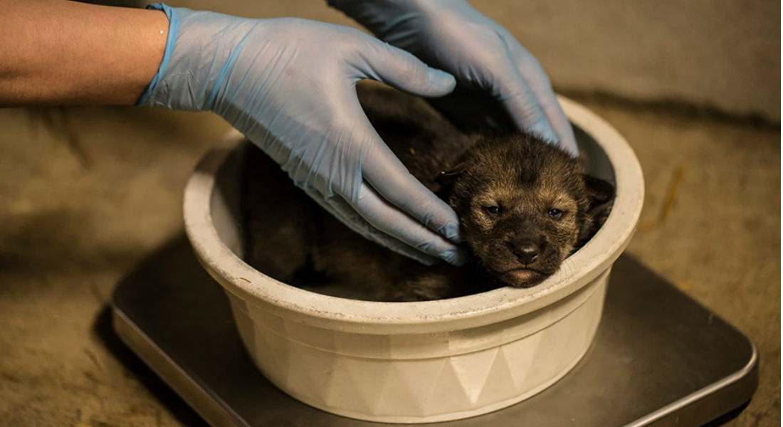 ¡Verdadero milagro! Cachorros lobo pelirrojo impactan al mundo con su nacimiento