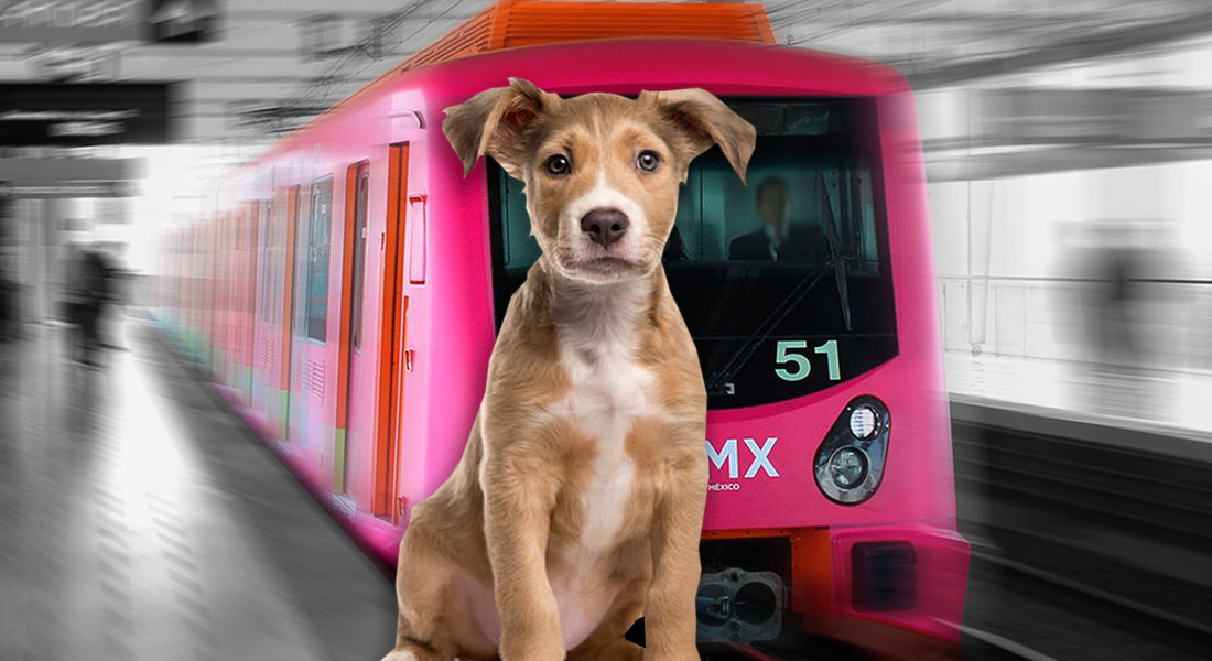 Conductor detiene convoy del Metro, rescata a perrito y el final te conmoverá