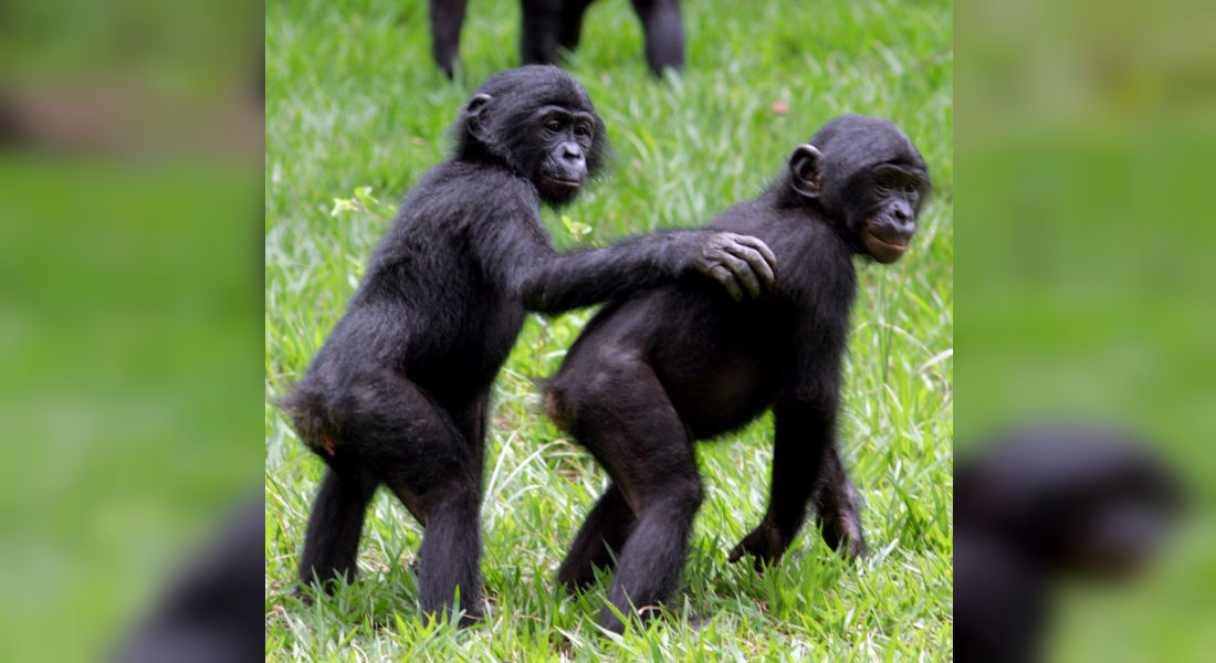 Madres bonobo buscan que sus hijos tengan buenas vidas sexuales, asegura estudio