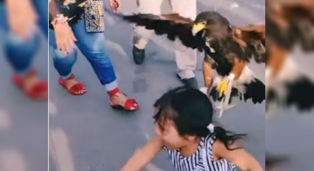 VIDEO: Águila picotea a niña en el Zócalo y su mamá se burla de ella