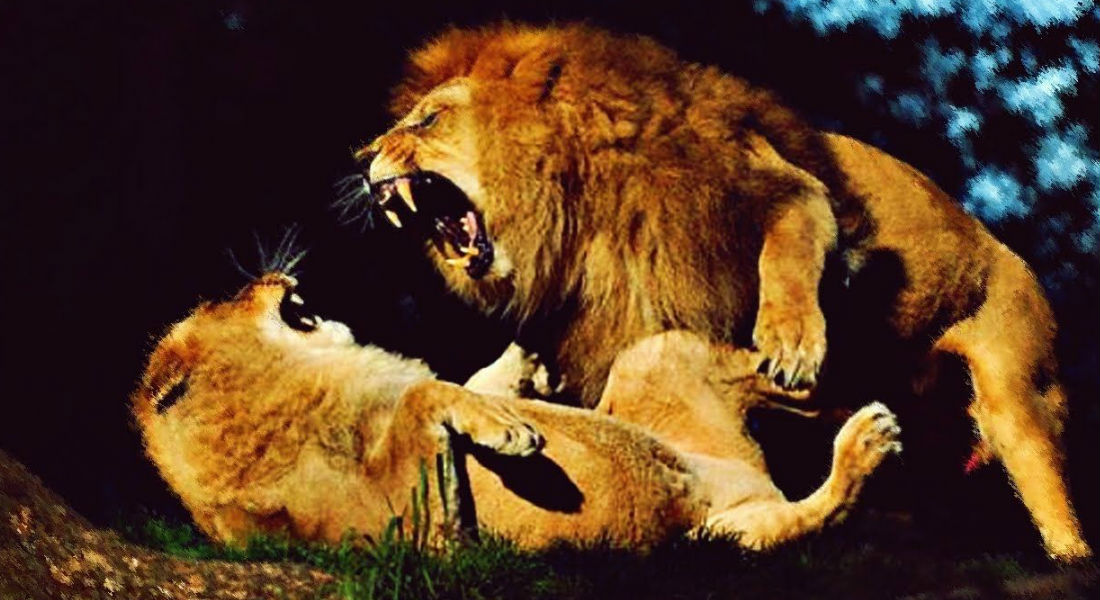 VIDEO: León alfa ataca a felino más joven por pretender su comida