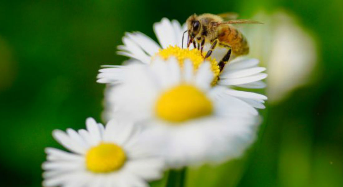 Sembrarán corredor de flores de 11 km para salvar a las abejas