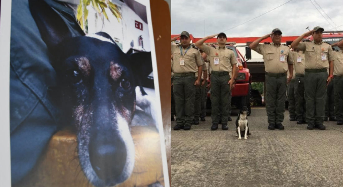 VIDEO: Despiden con honores a “Crucito” el perro bombero siempre fiel