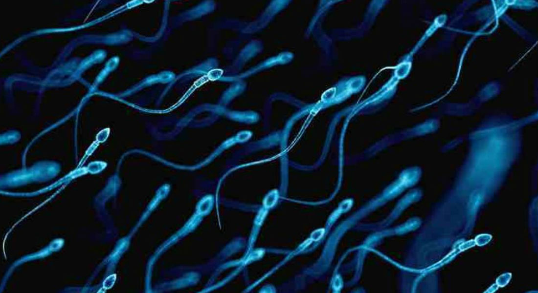 Esperma de mala calidad es consecuencia del estrés durante el embarazo