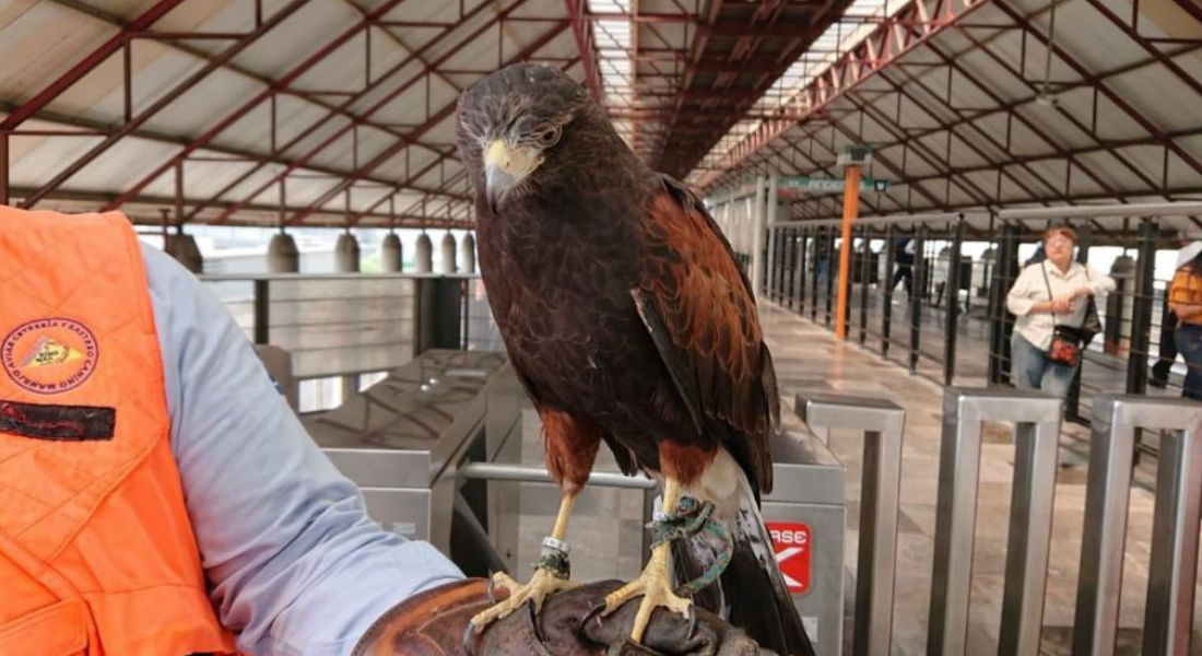 Un halcón será responsable de ahuyentar a las palomas en el metro