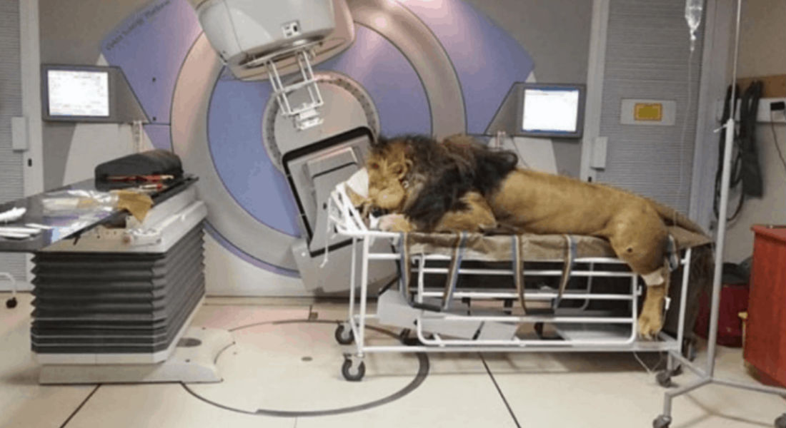 León con cáncer de piel recibe radioterapia en este hospital