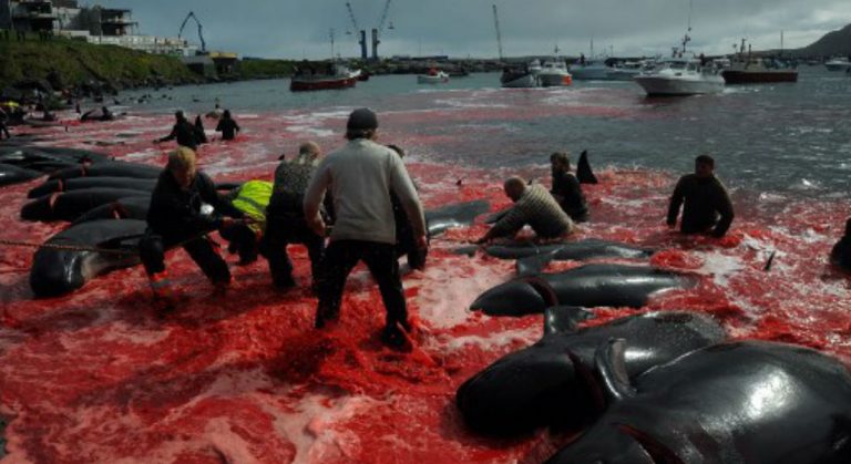 matanza ballenas y delfines