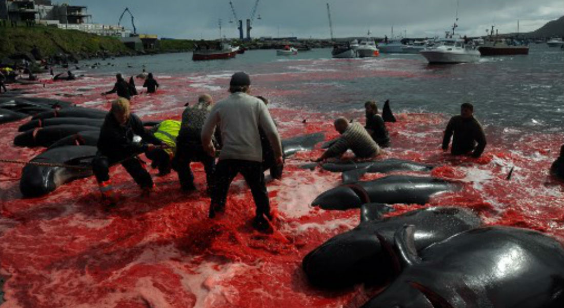 Indignantes imágenes de un mar rojo que dejó la matanza de ballenas y delfines