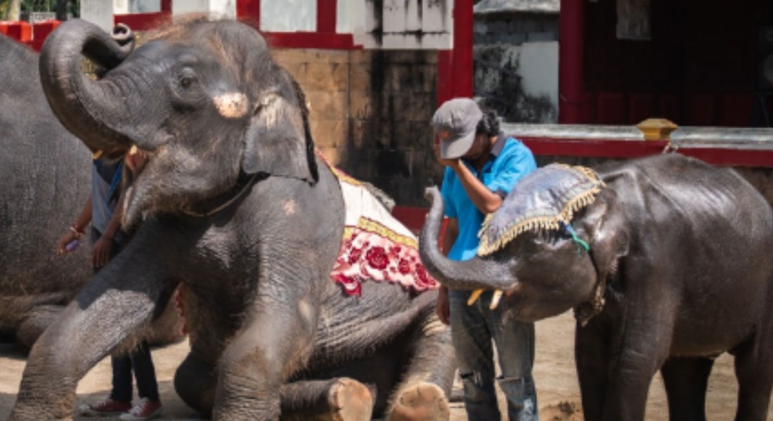 Muere elefante bebé en zoológico; era obligado a bailar para los turistas