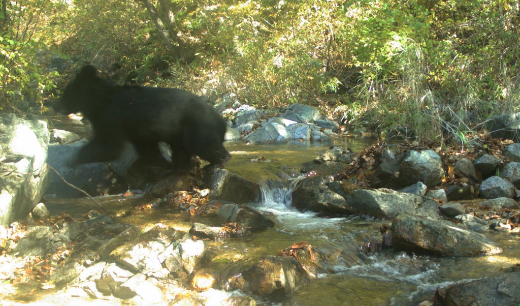 Fotografían inusual oso negro asiático en Zona Desmilitarizada coreana