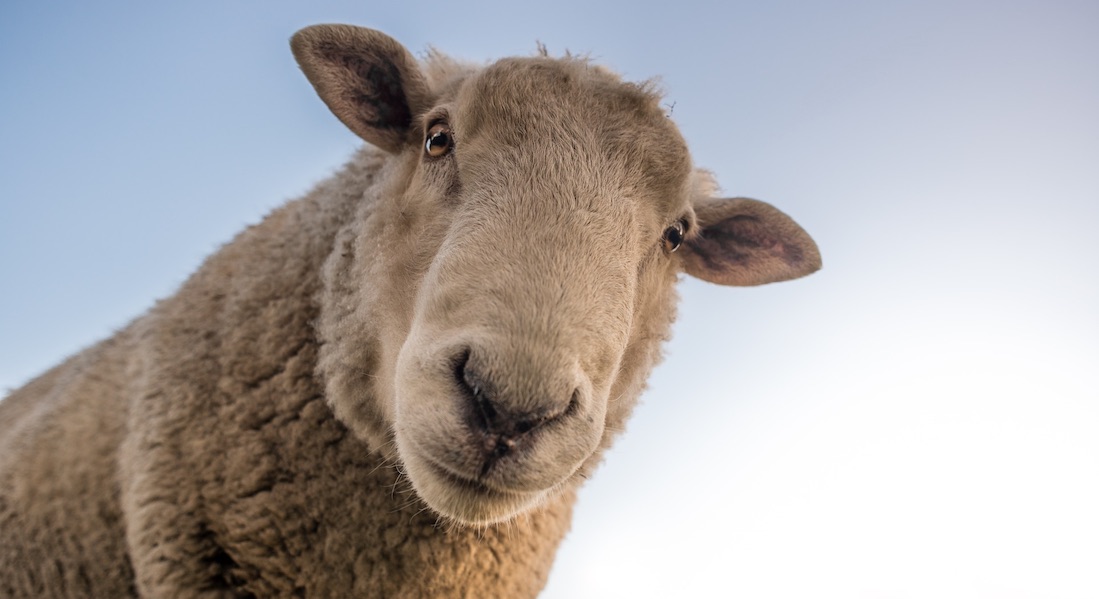 VIDEO: Inscriben ovejas a una escuela para evitar el cierre de una clase