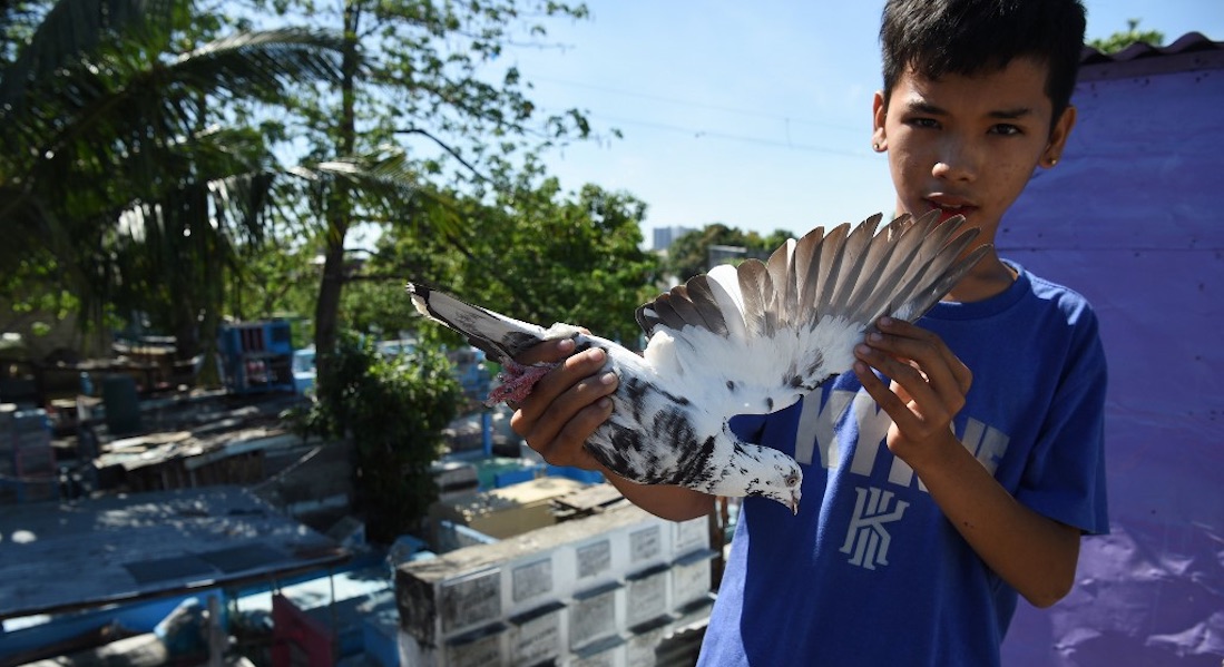 Esta es la cruel realidad de las palomas mensajeras en Filipinas