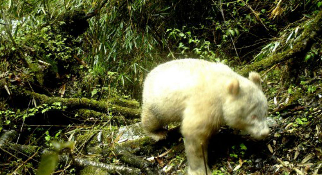 ¡Inédito! El primer panda albino es captado en China