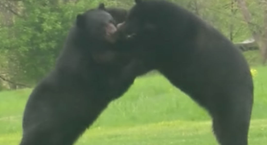 VIDEO: Hombre graba pelea de osos en el jardín de su casa