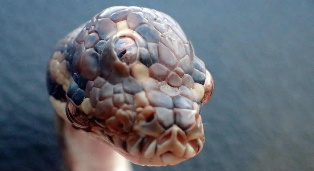 ¡Increíble! Descubren una serpiente de tres ojos en Australia