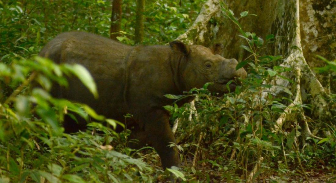 Muere Tam; el último rinoceronte macho de Sumatra