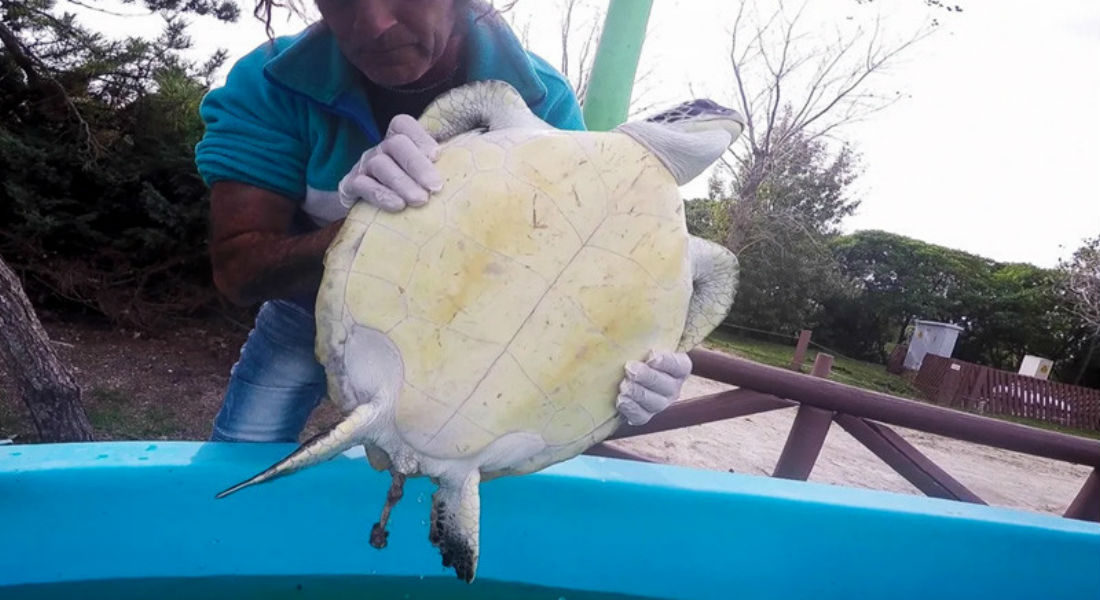 VIDEO: Rescatan a tortuga que defecaba plástico y basura