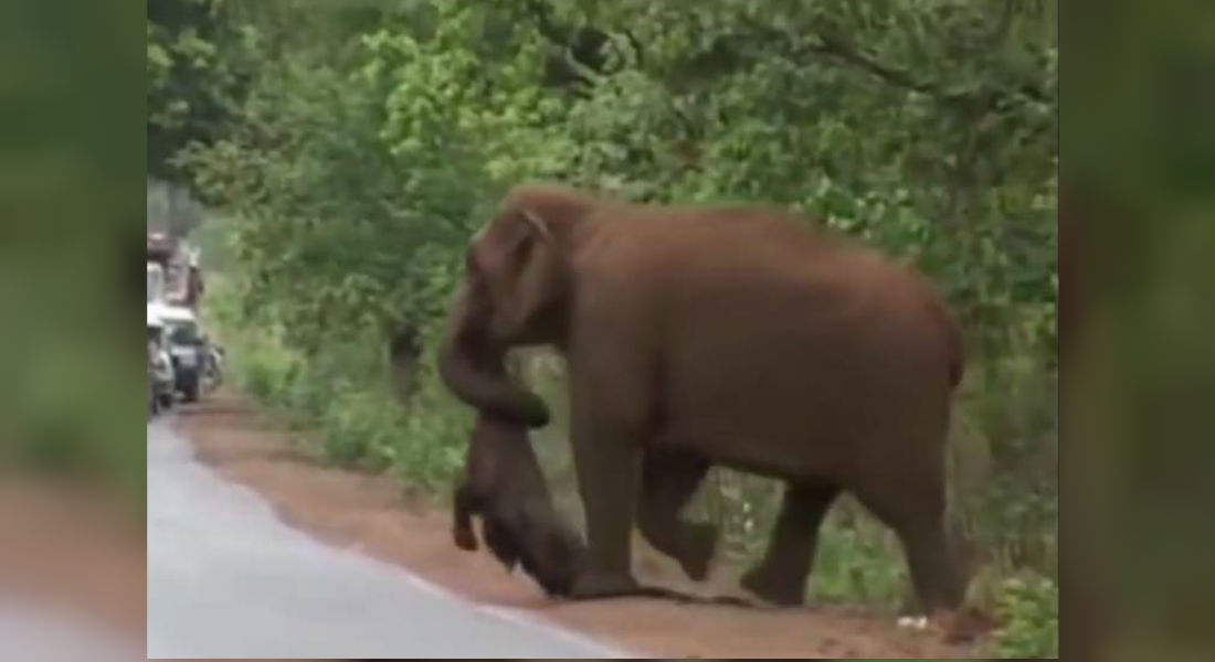 ¡Conmovedor! Así carga una madre elefante a su hijo muerto para enterrarlo