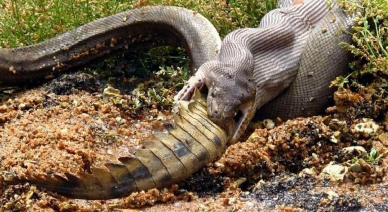 Serpiente devora a cocodrilo