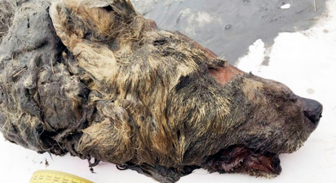 Encuentran cabeza de lobo con cerebro casi intacto; vivió hace 40 mil años