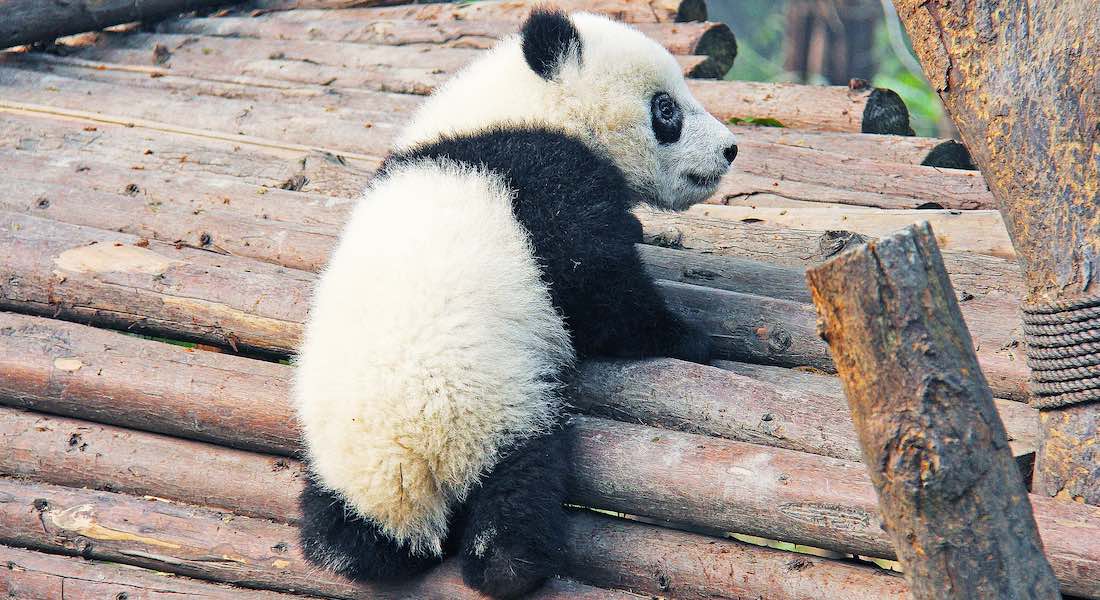 Nace en cautiverio primera cachorra de panda gigante de este año
