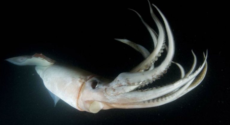 calamar gigante