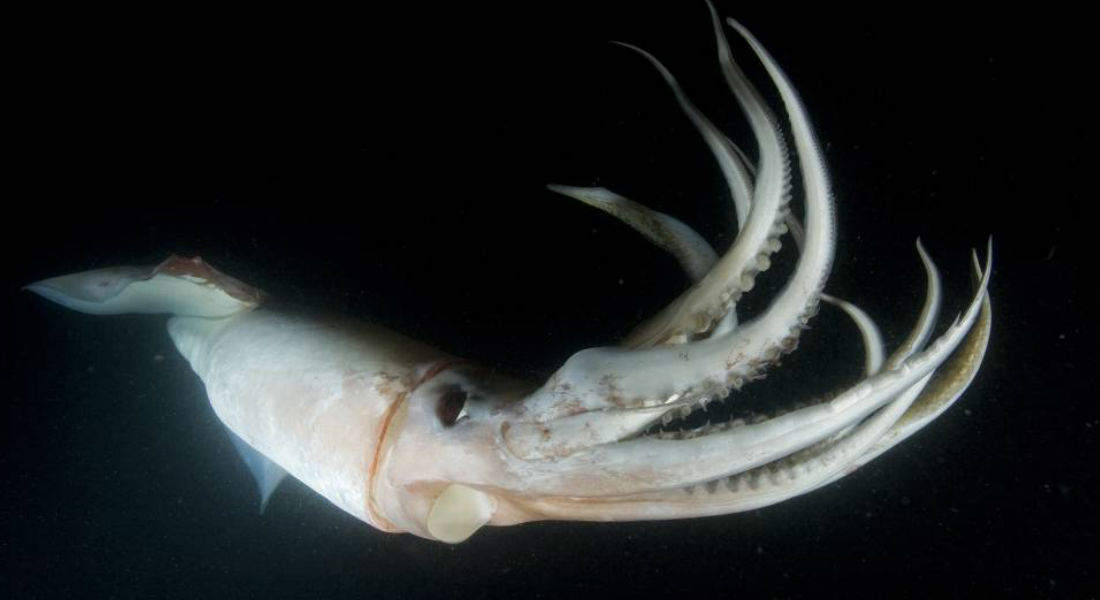 VIDEO: Captan calamar gigante en lo más profundo del Golfo de México