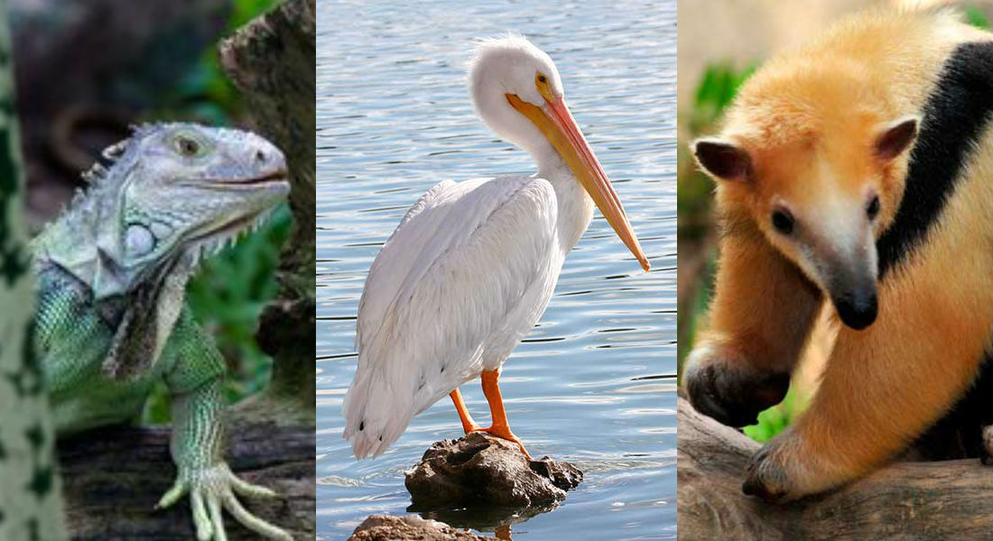 Refinería de Dos Bocas acabará con 119 especies de animales